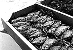 Maryland  Crabs were exported in eelgrass